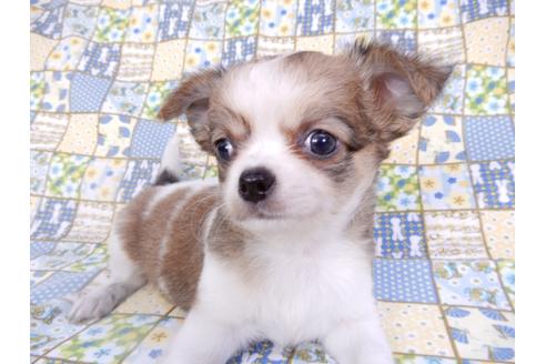 成約済の千葉県のチワワ(ロングコート)-98484の5枚目